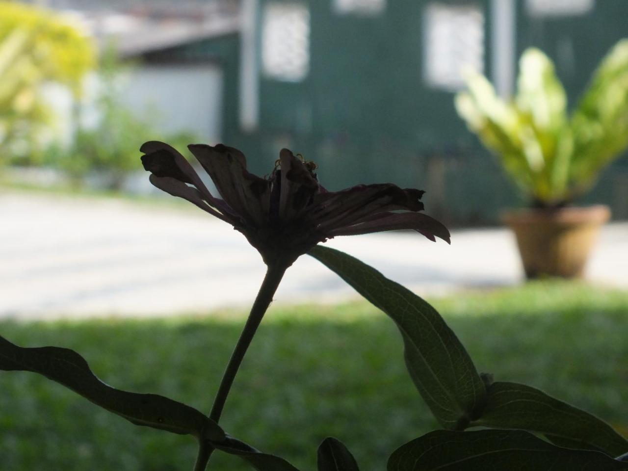 Hillsview Rest & Guest House Matale Buitenkant foto